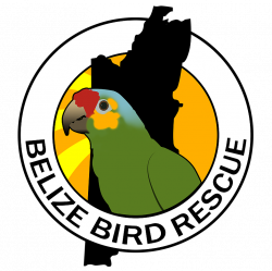 Cost of running Belize Bird Rescue