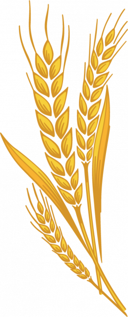 Collection of 14 free Grained clipart harvest. Download on ubiSafe