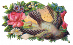 bird clip art antique graphics from http://knickoftimeinteriors ...