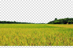 Grass field, Field Farm Lawn Crop Energy, Golden rice fields ...