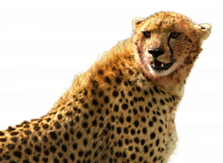 Cheetah PNG Image - PurePNG | Free transparent CC0 PNG Image Library