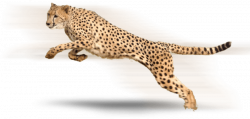 Cheetah PNG Transparent Images Free Download Clip Art - carwad.net