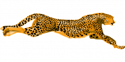 Cheetah clipart fast animal - Pencil and in color cheetah clipart ...