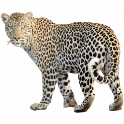Wild Animals PNG Transparent Wild Animals.PNG Images. | PlusPNG