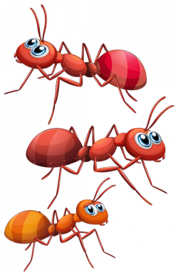 3.png | Clip art, Ant and Insects