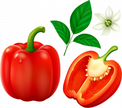 Red bell pepper (bulgarian pepper) isolated on white background ...