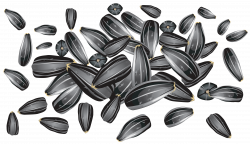 Sunflower seeds PNG images free download