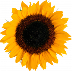 Sunflower PNG | logo | Pinterest | Sunflowers and Logos