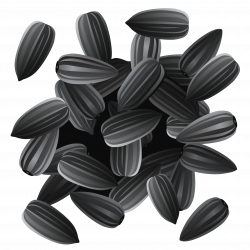 Sunflower seeds PNG images free download