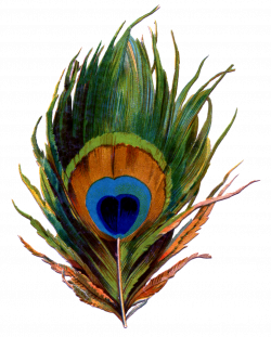 Peacock Feather PNG Transparent Images | PNG All