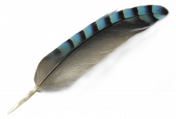 Feather PNG Image - PurePNG | Free transparent CC0 PNG Image Library