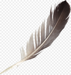 Bird Wing png download - 934*985 - Free Transparent Feather ...