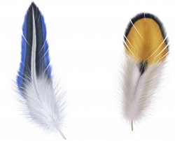 Bird Feather Clip art - Blue Feather 1533*1241 transprent Png Free ...