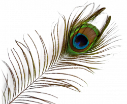 Peacock Feather PNG image - PngPix