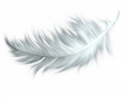 Feather PNG images free download