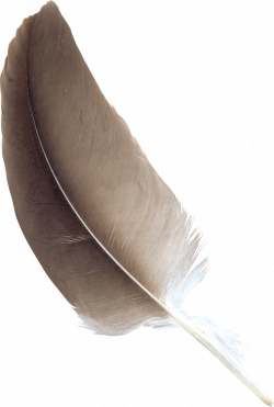 Feather Brown transparent PNG - StickPNG