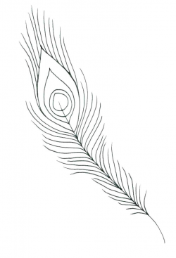 Feather Outline Drawing at PaintingValley.com | Explore ...