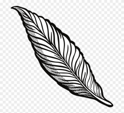Feather Drawing Line Art Quill Cartoon - Transparent ...