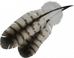 Feather PNG images free download