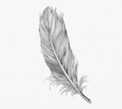 Feather Clipart Tumblr Transparent - Feather Tattoo ...