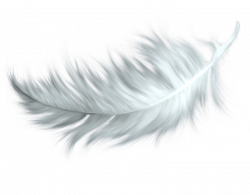 PNG Feathers Free Transparent Feathers.PNG Images. | PlusPNG
