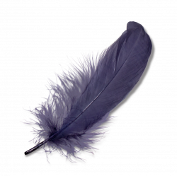 PNG Feathers Free Transparent Feathers.PNG Images. | PlusPNG