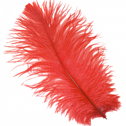 Ostrich Feather PNG Transparent Ostrich Feather.PNG Images. | PlusPNG