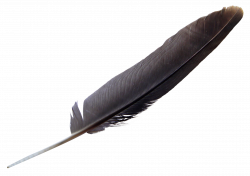 Feather PNG Transparent Image | PNG Transparent best stock photos