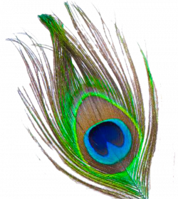 Peacock Feather PNG Transparent Images | PNG All