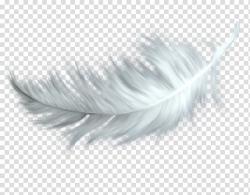 Feather , feather transparent background PNG clipart | HiClipart