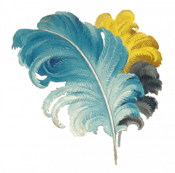 Victorian Feather Drawing Blue Yellow Black transparent PNG - StickPNG