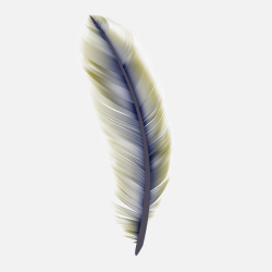 Png Bird Feather Bird Leaf, Feather, Feathers, Feathers Falling PNG ...