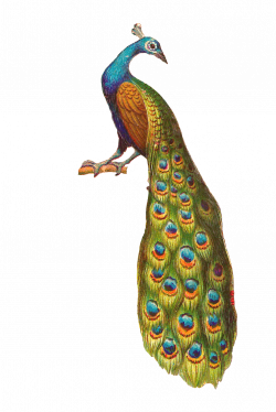 Peacock png clipart and images