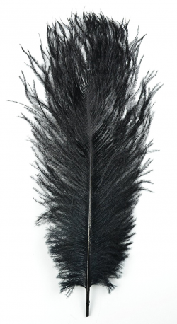 Ostrich Feather PNG Transparent Ostrich Feather.PNG Images ...