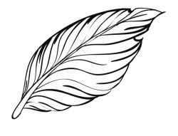 Pen, Feathers, Bird, Animal, Beautiful, Peacock - Feather ...