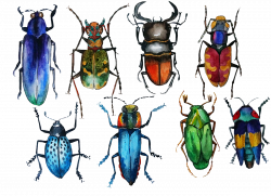 Watercolor bugs on Behance