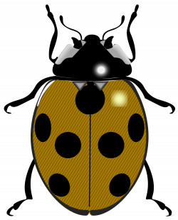 File:Ladybug.svg - Wikimedia Commons