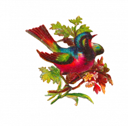 Victorian bird | Free Digital Bird Clip Art: Colorful Song Bird ...
