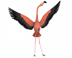 Flamingo PNG - PNG image with transparent background | Aves ...
