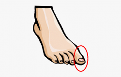 Foot Human Toe Hand Clip Art Cram - Parts Of The Body Toes ...