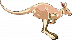 Australia, Kangaroo Mammal Marsupial Hopping Animal A #australia ...