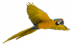 Flying Blue-and-Yellow Macaw. | bird crazy | Pinterest | Bird ...