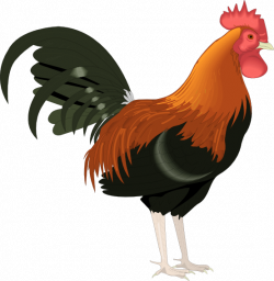 The Top 5 Best Blogs on Rooster Silhouette Picture