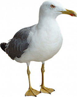 Gull PNG | Transparent images | Pinterest | Gull and Animal