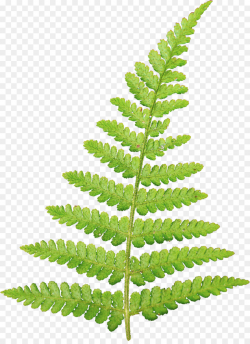 Leaf Information Vascular plant Clip art - fern png download - 1613 ...