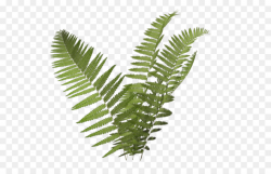 Plant Fern Burknar Clip art - Fern Icon Png png download - 1024*639 ...