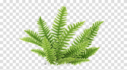 Green fern plant transparent background PNG clipart | HiClipart