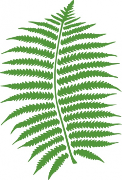 Fern clip art Free vector in Open office drawing svg ( .svg ...