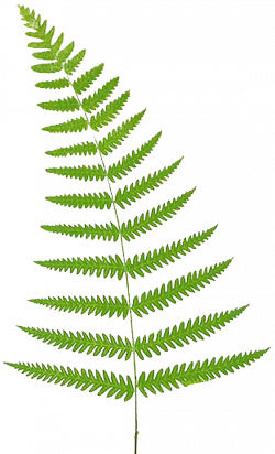 Leaping Frog Designs: Fern Free PNG Image
