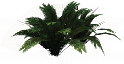 PNG Ferns Clipart #26194 - Free Icons and PNG Backgrounds